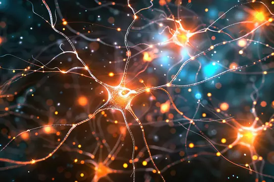 neurones activés