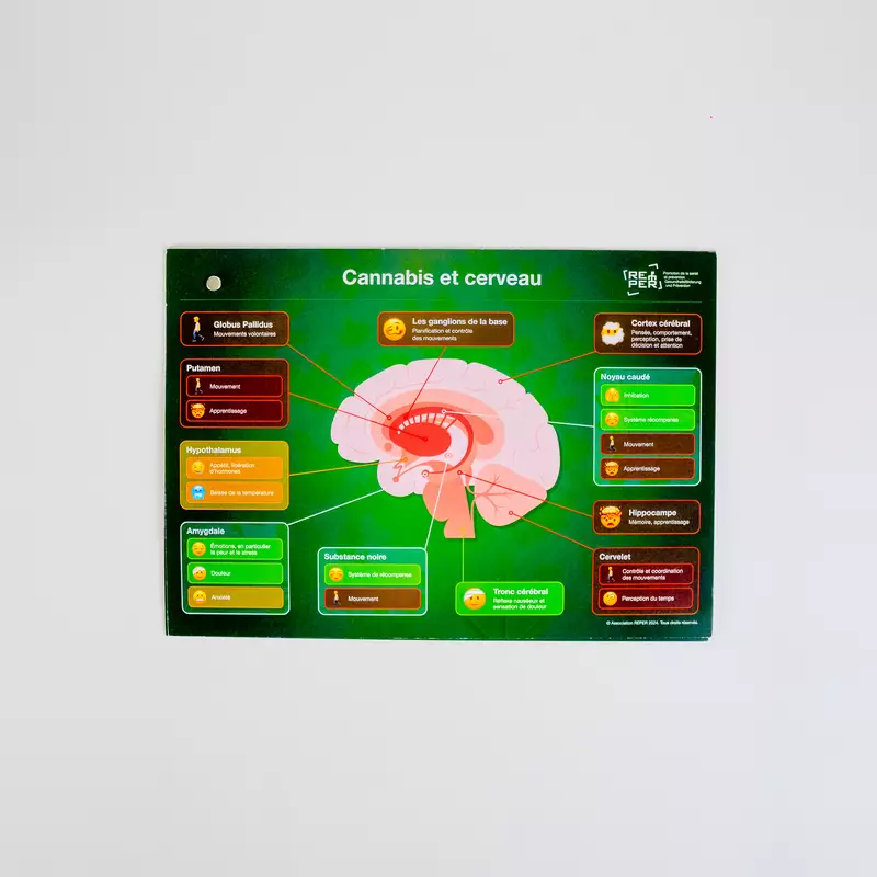 Outil cannabis et cerveau